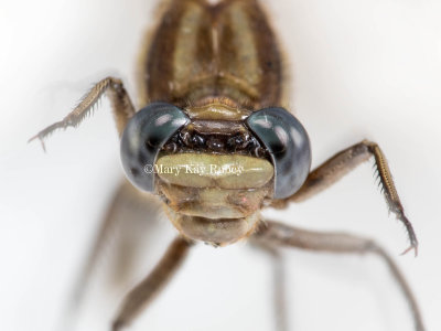 Dusky Clubtail female #2016-001 face _MKR3241.jpg