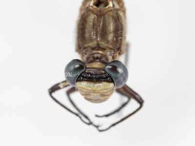 Dusky Clubtail female #2016-001 head _MKR2988.jpg