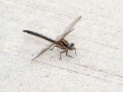 Dusky Clubtail female #2016-002 _2MK7380.jpg