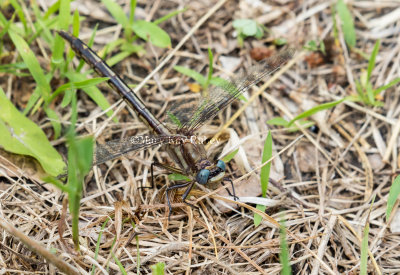 Dusky Clubtail female #2016-002 _2MK7394.jpg