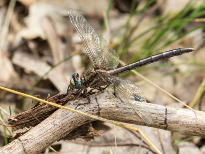 Dusky Clubtail female #2016-002 _2MK7437.jpg