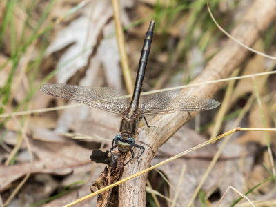 Dusky Clubtail female #2016-002 _2MK7458.jpg