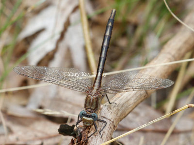 Dusky Clubtail female #2016-002 _2MK7459.jpg