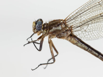 Dusky Clubtail female #2016-002 _MKR2951.jpg