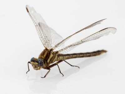 Dusky Clubtail female #2016-003 _MKR6171.jpg