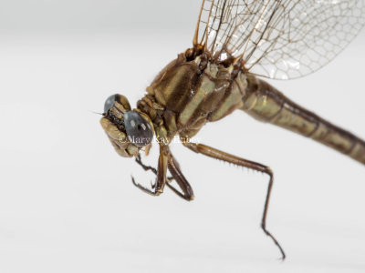 Dusky Clubtail female #2016-003 head _MKR6138.jpg