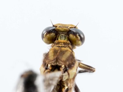 Dusky Clubtail female #2016-003 head _MKR6158.jpg