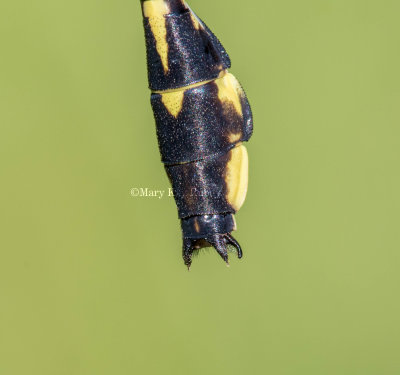 Midland Clubtail male #2015-03 caudal appendages _MKR9456.jpg
