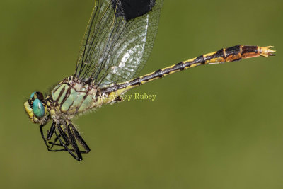 UNICORN CLUBTAIL - Arigogomphus villosipies