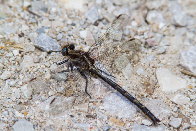 Ashy Clubtail male _7MK6341.jpg