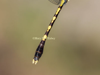 Common Sanddragon male #2016-002 abdomen + caudal appendages _MKR5146.jpg