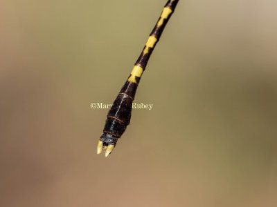 Common Sanddragon male #2016-002 abdomen + caudal appendages _MKR5151.jpg
