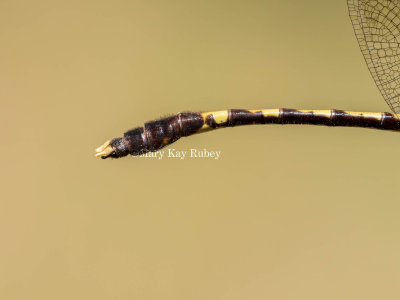 Common Sanddragon male #2016-002 abdomen + caudal appendages _MKR5180.jpg