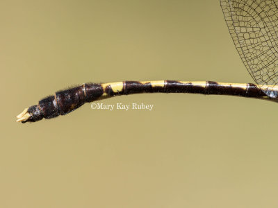 Common Sanddragon male #2016-002 abdomen + caudal appendages _MKR5181.jpg