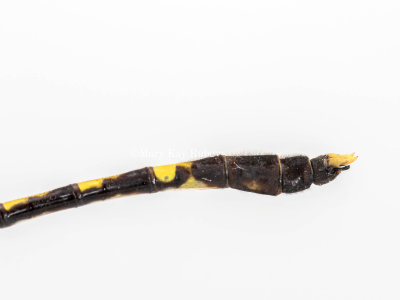 Common Sanddragon male #2016-002 caudal appendages _MKR6330.jpg