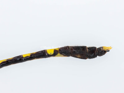 Common Sanddragon male #2016-002 caudal appendages _MKR6331.jpg