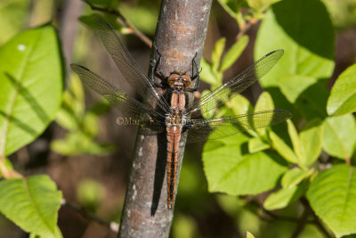 Chalk-fronted Corporal _MG_1066.jpg