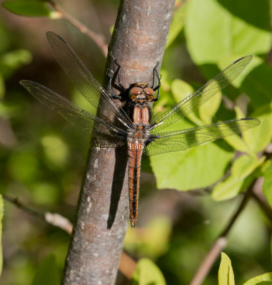 Chalk-fronted Corporal immature 72-73.jpg