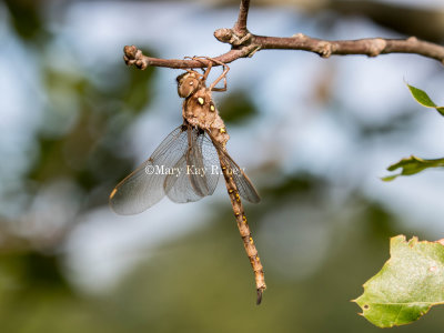 Fawn Darner male _2MK0081.jpg