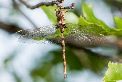 Fawn Darner male _2MK0123.jpg