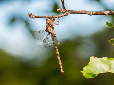 Fawn Darner male _2MK0175.jpg