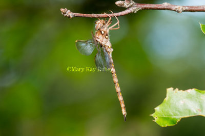 Fawn Darner male _2MK0197.jpg