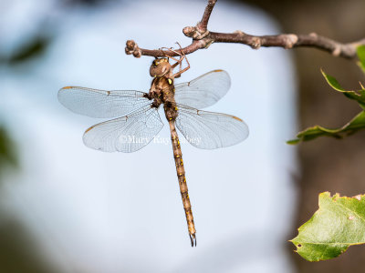 Fawn Darner male _2MK0238.jpg