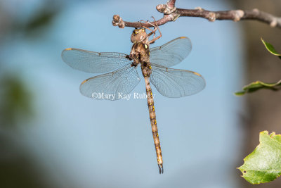 Fawn Darner male _2MK0254.jpg