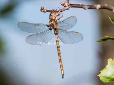 Fawn Darner male _2MK0262.jpg