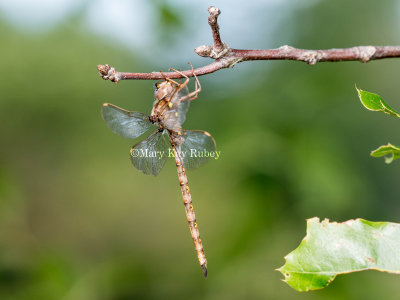 Fawn Darner male _2MK0333.jpg