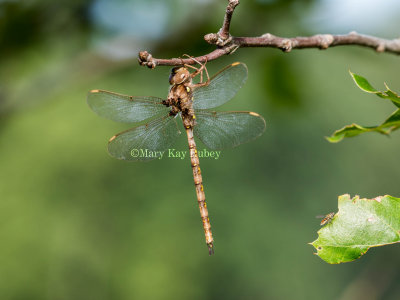 Fawn Darner male _2MK0416.jpg