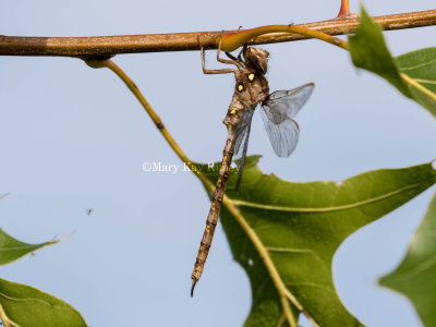 Fawn Darner male _2MK0471.jpg