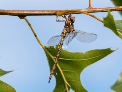 Fawn Darner male _2MK0515.jpg