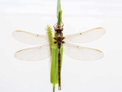 Fawn Darner male _5MK2213.jpg