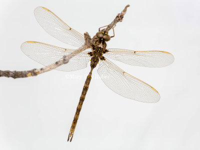 Fawn Darner male _5MK2246.jpg