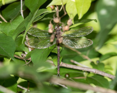 Fawn Darner mature male _2MK3993.jpg