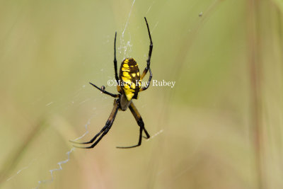 Yellow Garden Spider _H9G8998.jpg