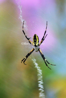 Yellow Garden spider 176-7695_IMG.jpg