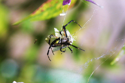 Yellow Garden spider 176-7696_IMG.jpg