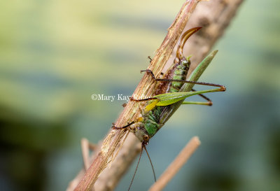 Black-legged Meadow Katydid female chewing hole to oviposit _MKR2451b.jpg