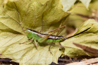 PRAIRIE MEADOW KATYDID (Conocephalus saltans)