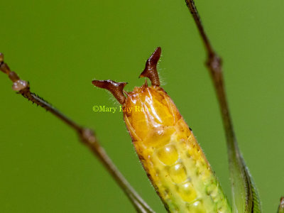 Short-winged Meadow Katydid male cerci _MKR1668.jpg