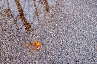 Maple Leaf and Reflection