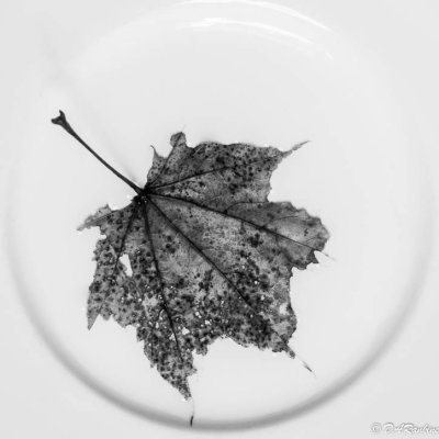 Maple Leaf in Dish