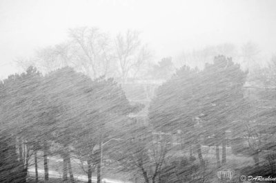 March's Snow Shower
