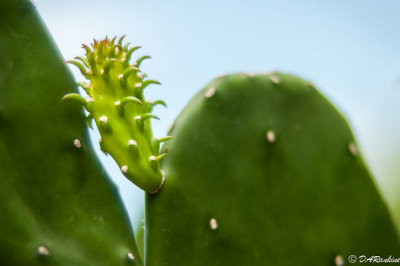 Tuna Cactus