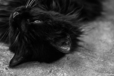 Jean's Cat V