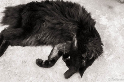 Jean's Cat VII