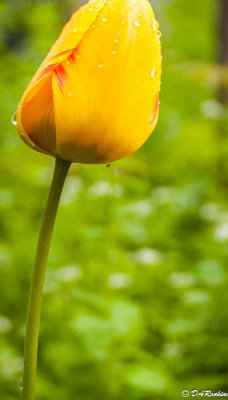 Tulip After Rain