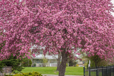 Apple Blossoms